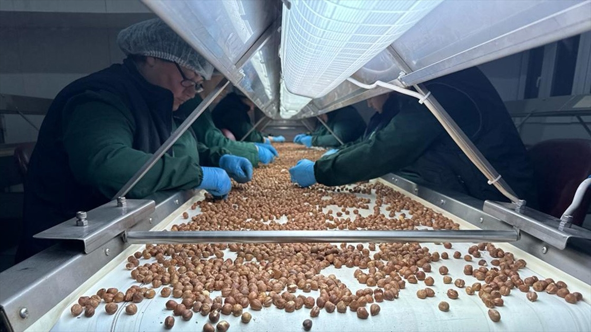 Türkiye'nin 6 Aylık Fındık İhracatı 1,2 Milyar Doları Aştı