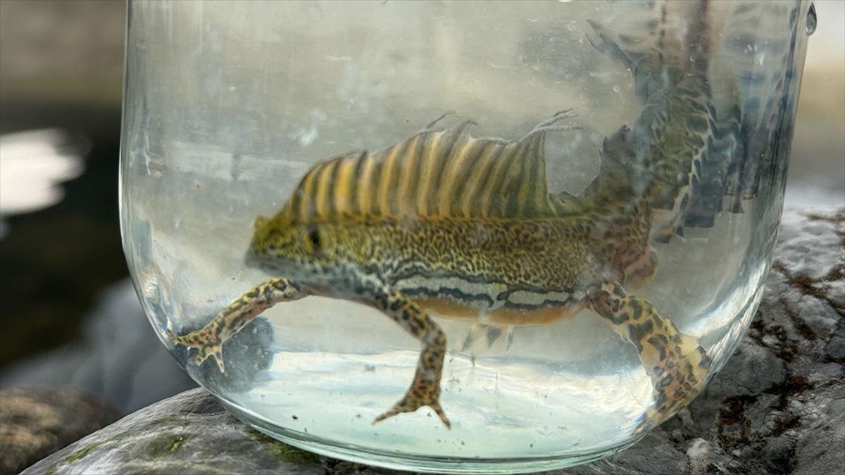 Bartın'da Nesli Tehlike Altındaki Kafkas Şeritli Semenderler Tespit Edildi