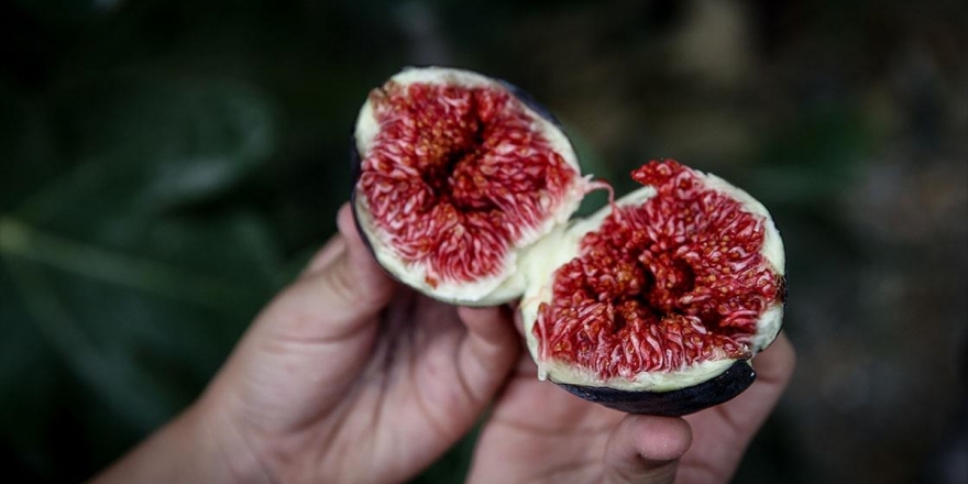'Bursa Siyahı' İncirin Dalından Raflara Yolculuğu Başladı