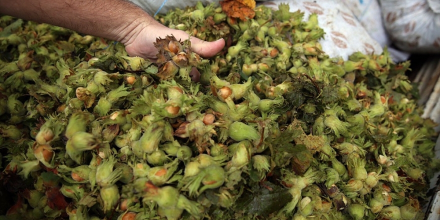 Tmo Son İki Yılda 150 Bin Ton Fındık Aldı