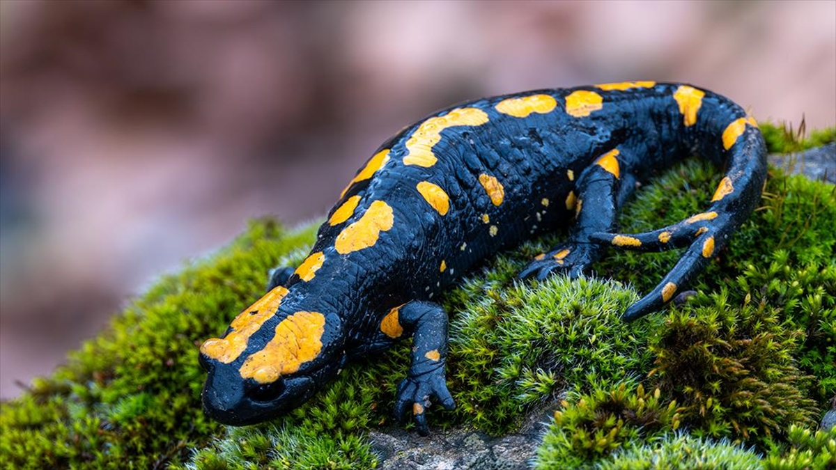 Adana'da Nesli Tehdit Altındaki "lekeli Semender" Görüldü