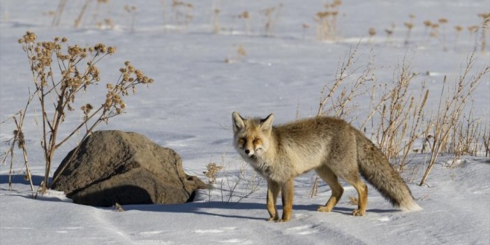 İlkbaharda Beyaza Bürünen Kars'ta Tilkilerin Yiyecek Arayışı Görüntülendi