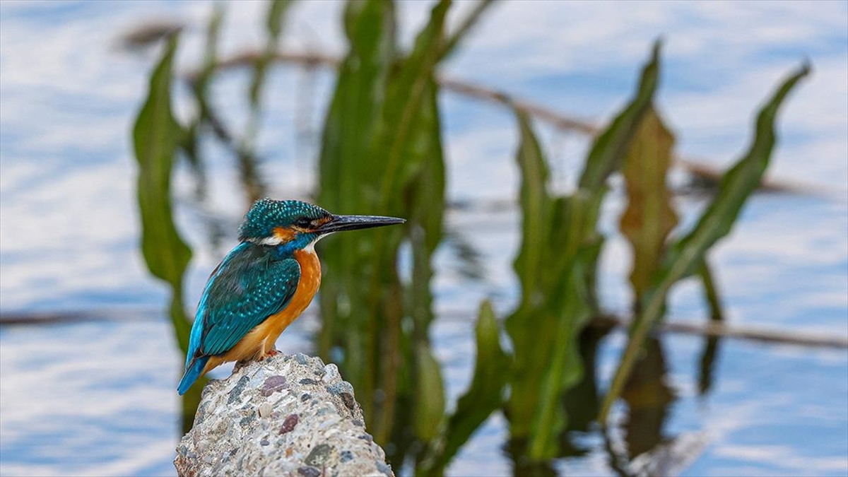 Gaziantep'te "renkli Kuşlar" Görüntülendi