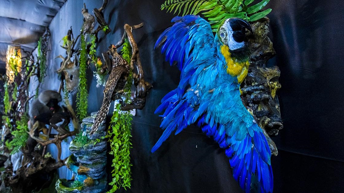 Iraklı Tahnit Ustasının Doldurduğu Hayvanlar, Evcil Hayvanlarını Kaybedenlerden Yoğun Talep Görüyor