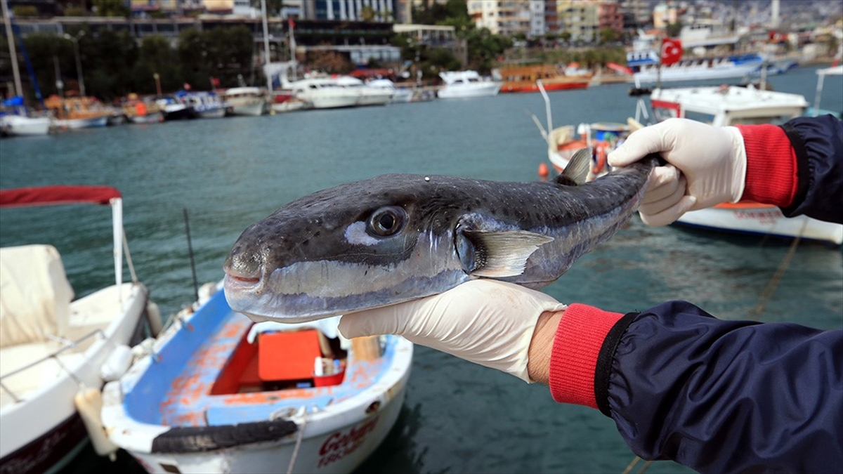 Balon Balığı Avcılığı İçin Destekleme Tutarları Artırıldı