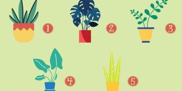 Seçtiğin bitkiye göre nasıl bir insansın?