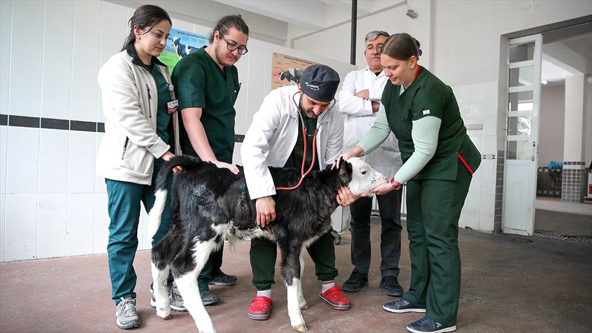 Hasta Olduğu İçin Terk Edilen Buzağı "fındık"ı Özverileriyle Hayata Bağladılar