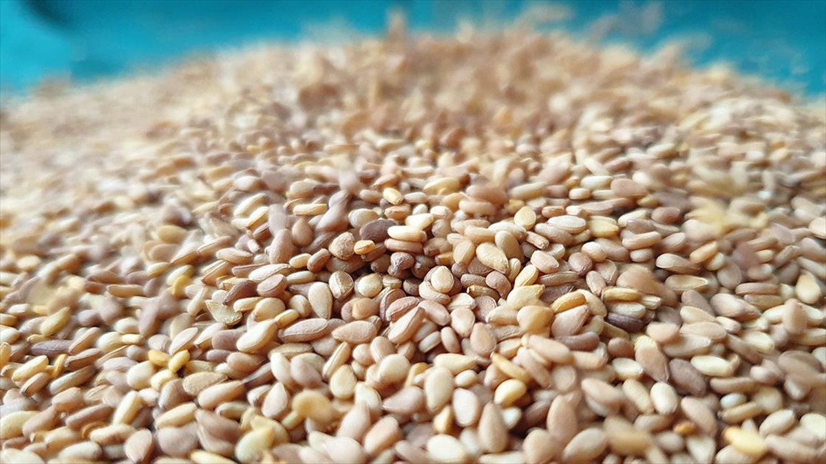 Türkiye'nin Susam İhracatı 2024'e İyi Başladı