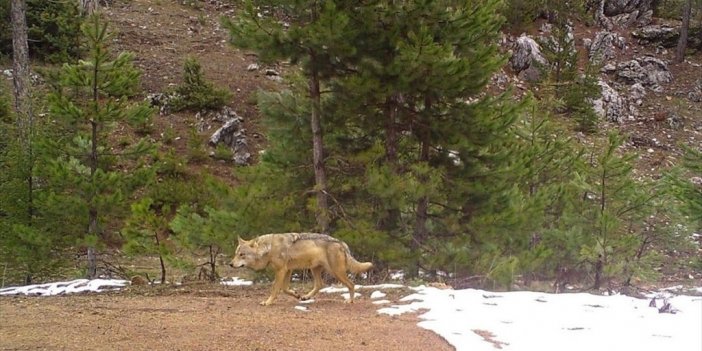 Isparta'da Yaban Hayvanları Fotokapanla Görüntülendi