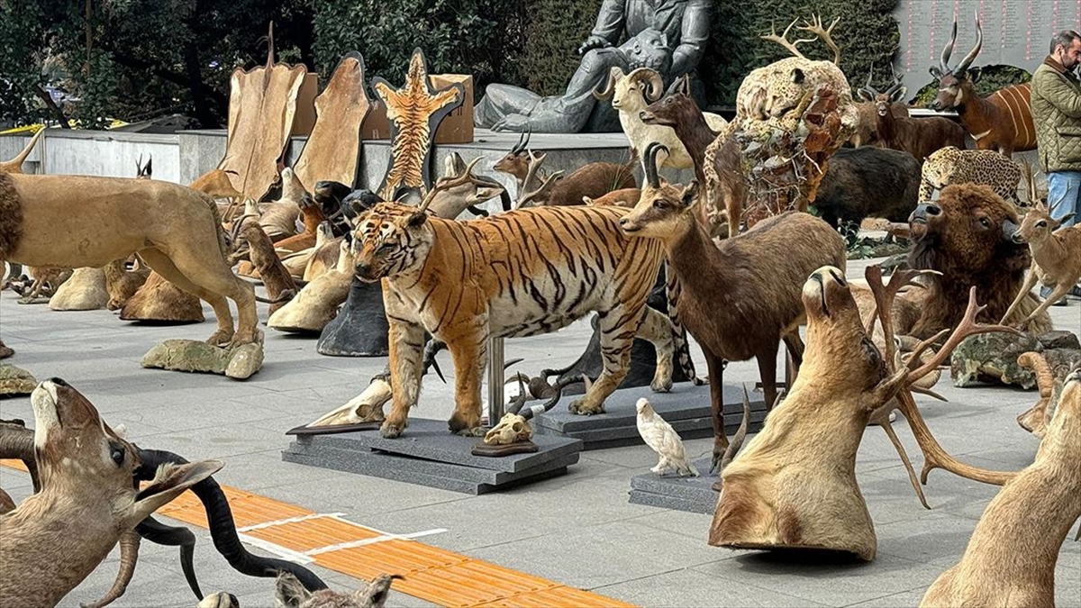 Avladığı Nesli Tehlike Altındaki Hayvanları Tahnitleyen Şüpheli Yakalandı