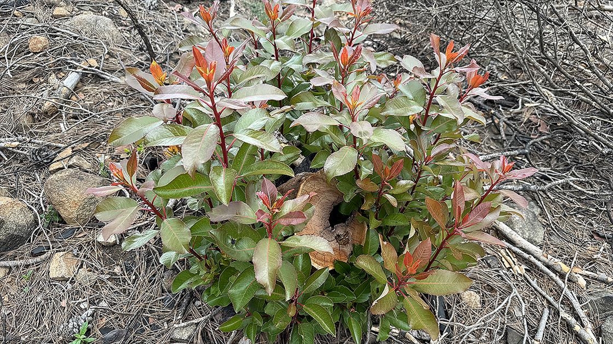 Antalya'nın Kemer İlçesinde Yanan Ormanlık Alanın Yeniden Yeşermesi İçin Çalışmalar Sürüyor