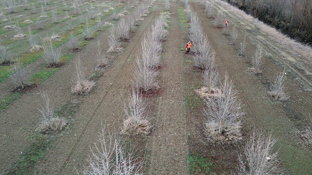 Kuraklığa Dayanıklı Türk Fındığı Fidanları Kastamonu'da Yetiştiriliyor