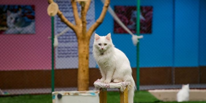 Orijinal Formuna Yakın Van Kedisi Sayısı Koruma Ve Islah Çalışmalarıyla Artıyor