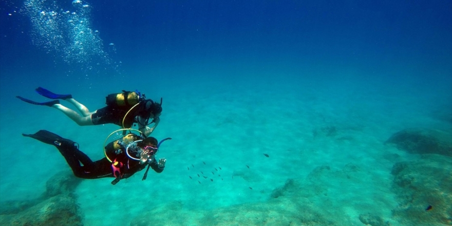 Akdeniz Tropikleşiyor, Zehirli Balıklar Çoğalıyor