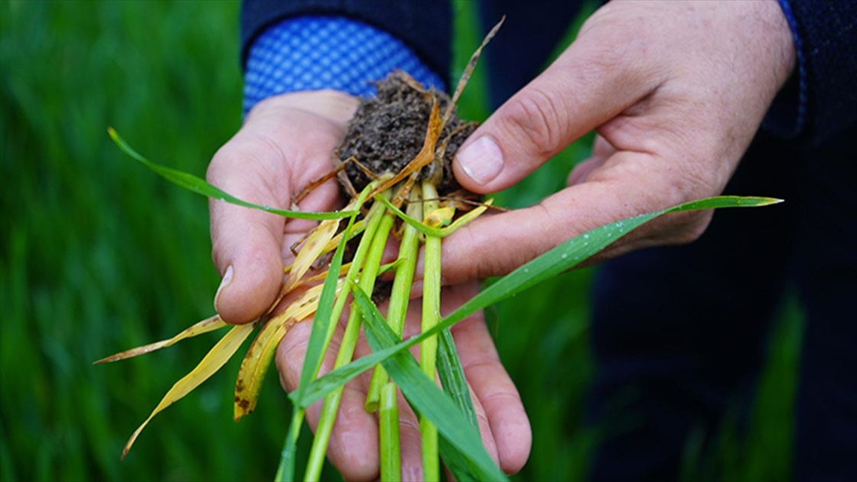 Mart Ayı Yağışları Üreticinin Yüzünü Güldürdü