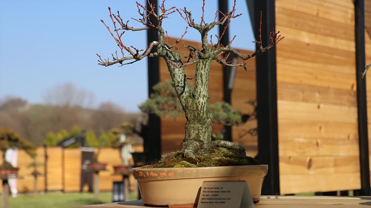 Türkiye'nin İlk "Bonsai Müzesi" Yalova'da Açıldı