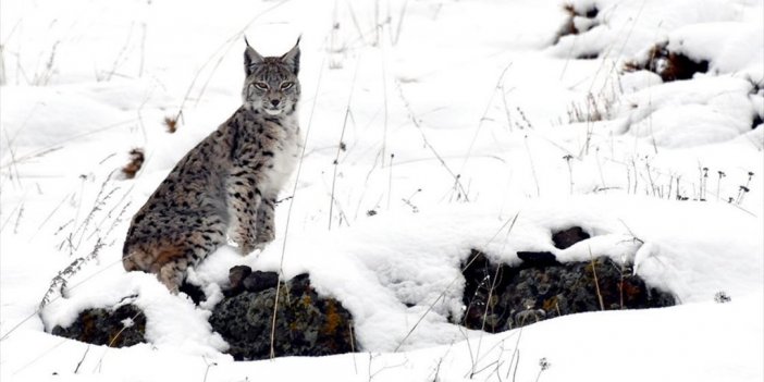 Kafkas Vaşağı Karlı Arazide Gündüz Avlanırken Görüntülendi