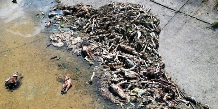 Etleri sıyrılmış yüzlerce at ve eşek kemiği bulundu