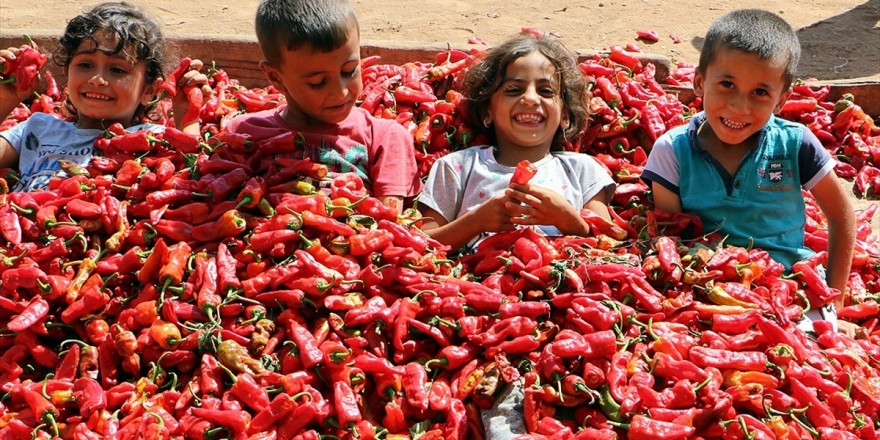 İsotun 'Acı' Serüveni Başladı