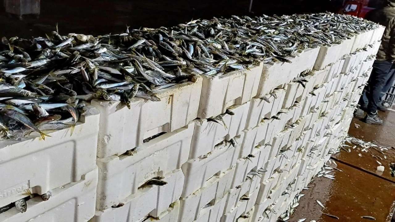 İstanbul'da tonlarca balığa el konuldu