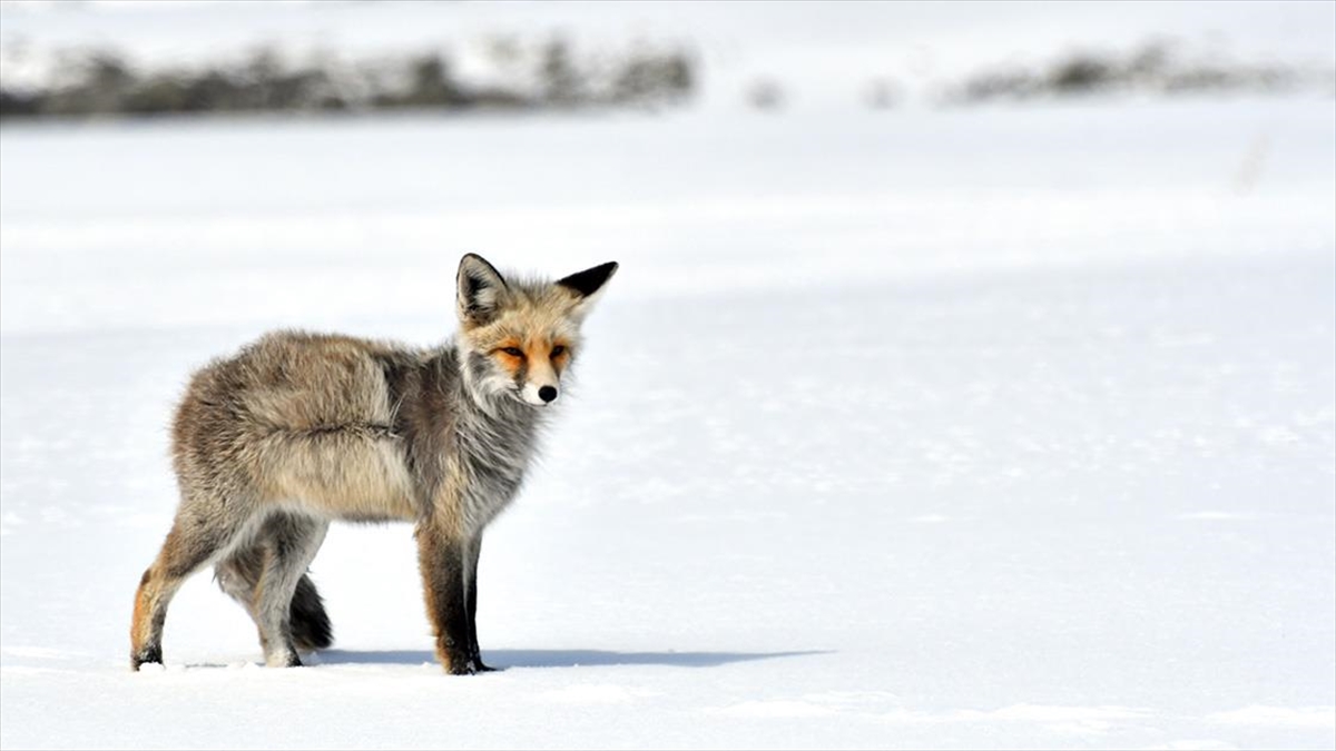 Kars Ve Ardahan'da Soğuk Hava Etkili Oldu