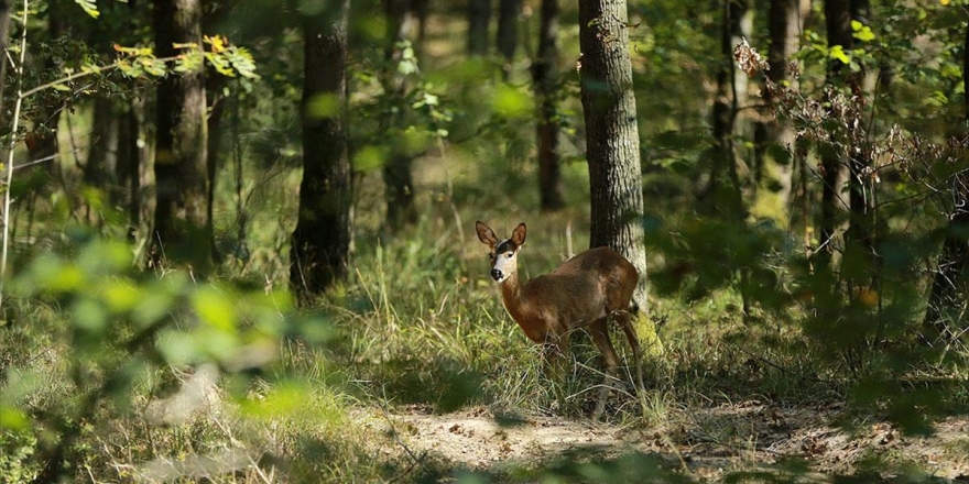 Kurban Bayramı'nda Korunan Alanlara Ziyaretçi Akını