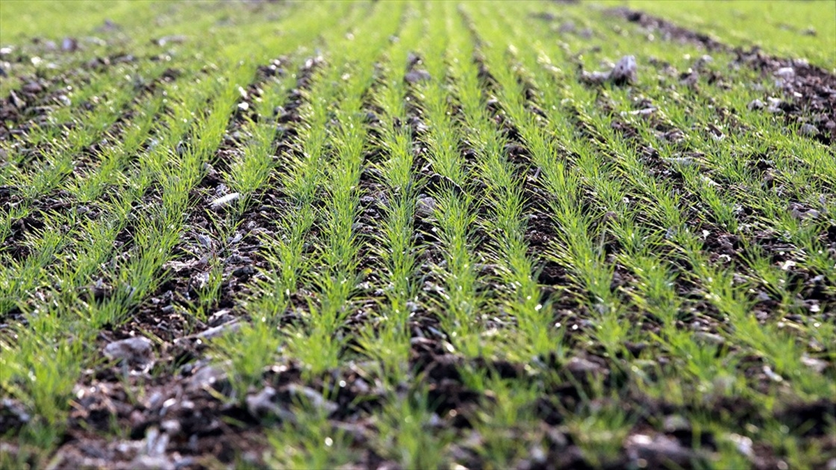 Hububatta Gözler Bahar Yağmurlarına Çevrildi
