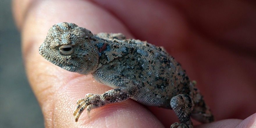 Ağrı Dağı'nın Minik Sürüngeni: Topbaş Keleri