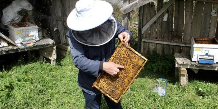 İklim Değişikliği Ve Gal Arısı Zararlısı Kestane Balı Rekoltesini Olumsuz Etkiliyor