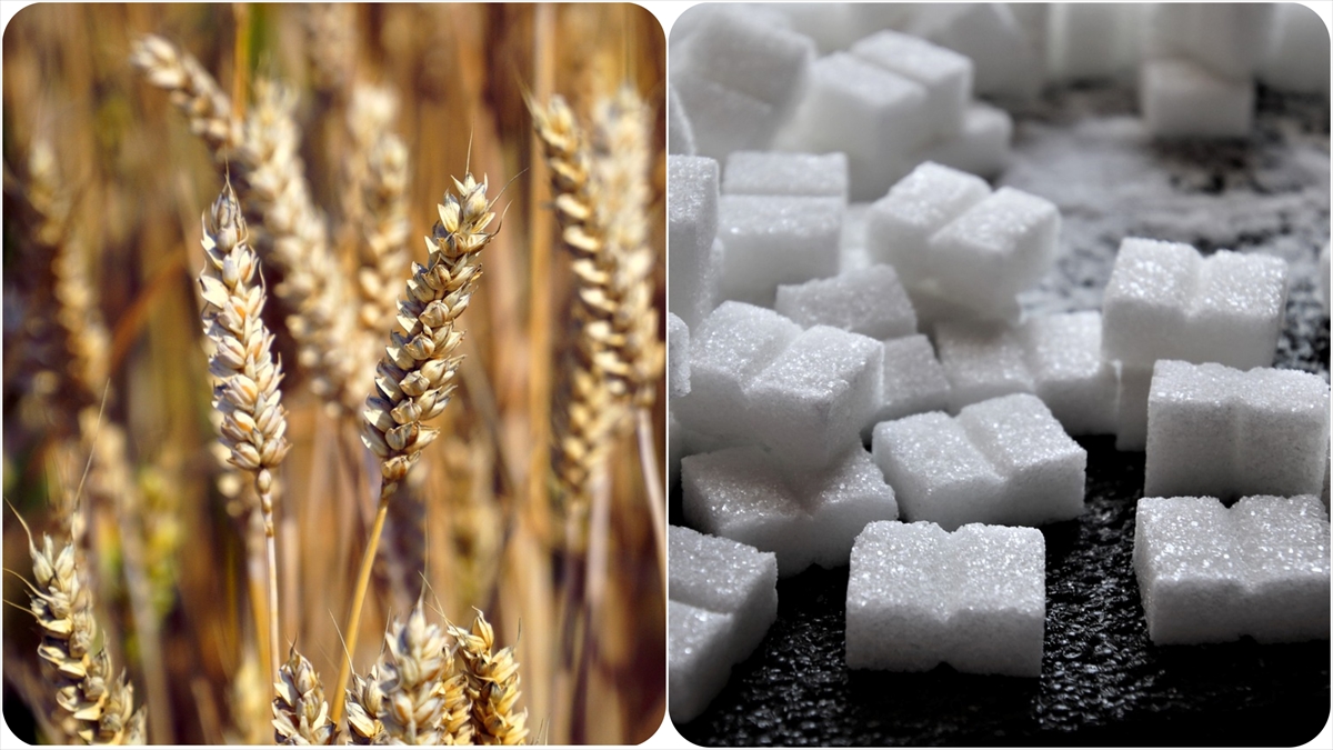 Tahıl Ve Şekerin İnsan Hayatına Girmesiyle Diş Çürüklerinin Arttığı Belirlendi