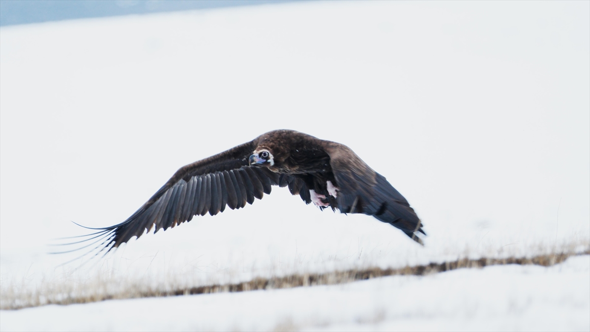 Karlar Erimeye Başlayınca Kars'ta Doğa Kuşlarla Canlandı