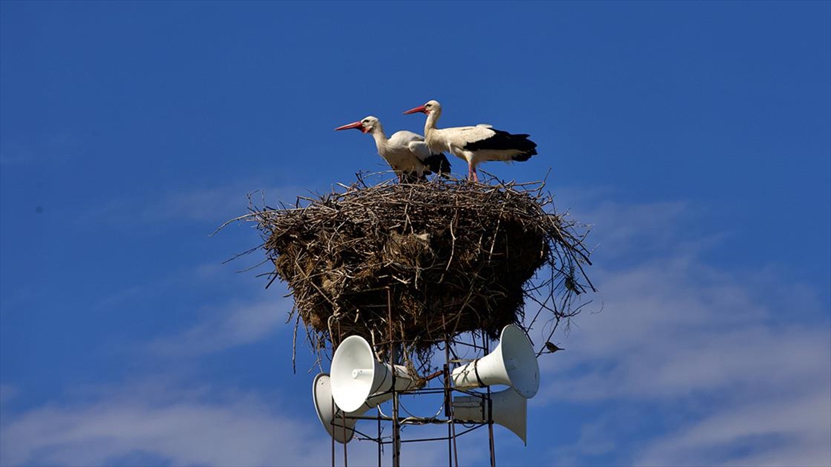 Osmaniye'de Cami Kubbesine Taşınan Yuva Yeniden Leyleklerle Buluştu