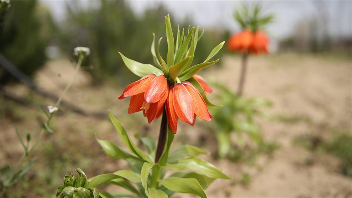 Selimiye'deki Müezzin Mahfilinin Mermer Ayağına İşli Ters Lale Edirne'de Yetiştirilmeye Başlandı