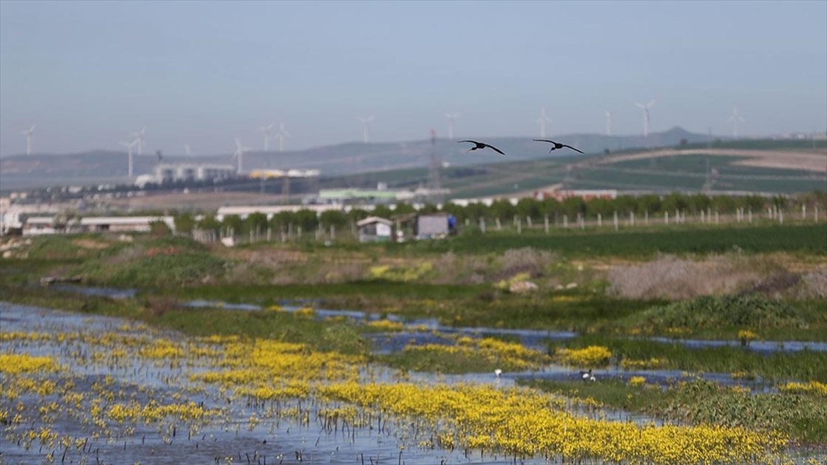 Kuşcenneti Milli Parkı Baharda Gelen Kuşlarla Renklendi