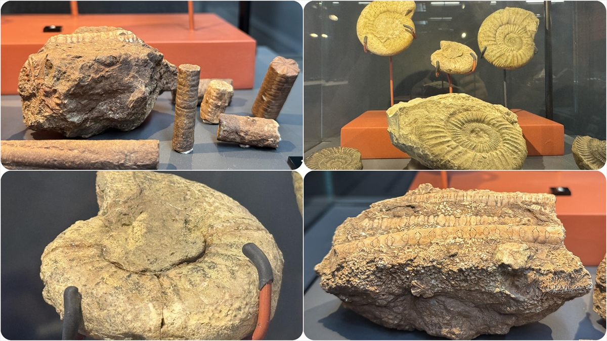 545 Milyon Yıllık Deniz Lalesi Fosili Samsun Müzesi'nde Sergileniyor