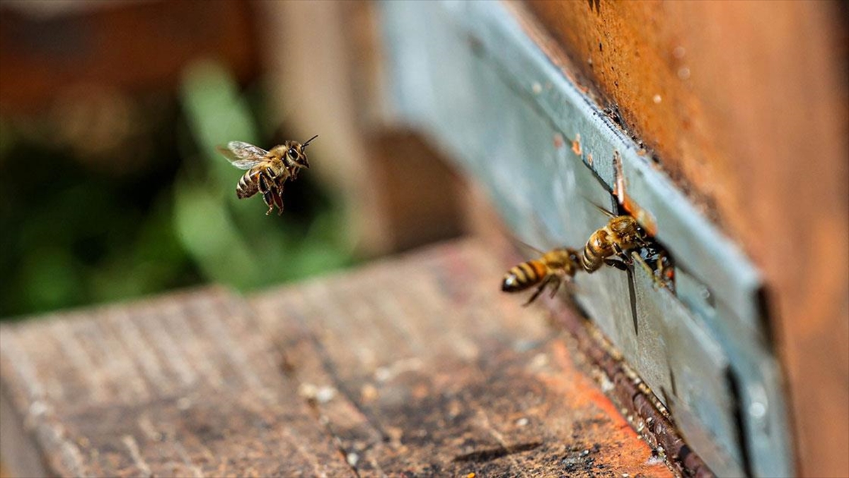 İklim Değişikliği Gezgin Arıcıların Rotasını Şaşırttı