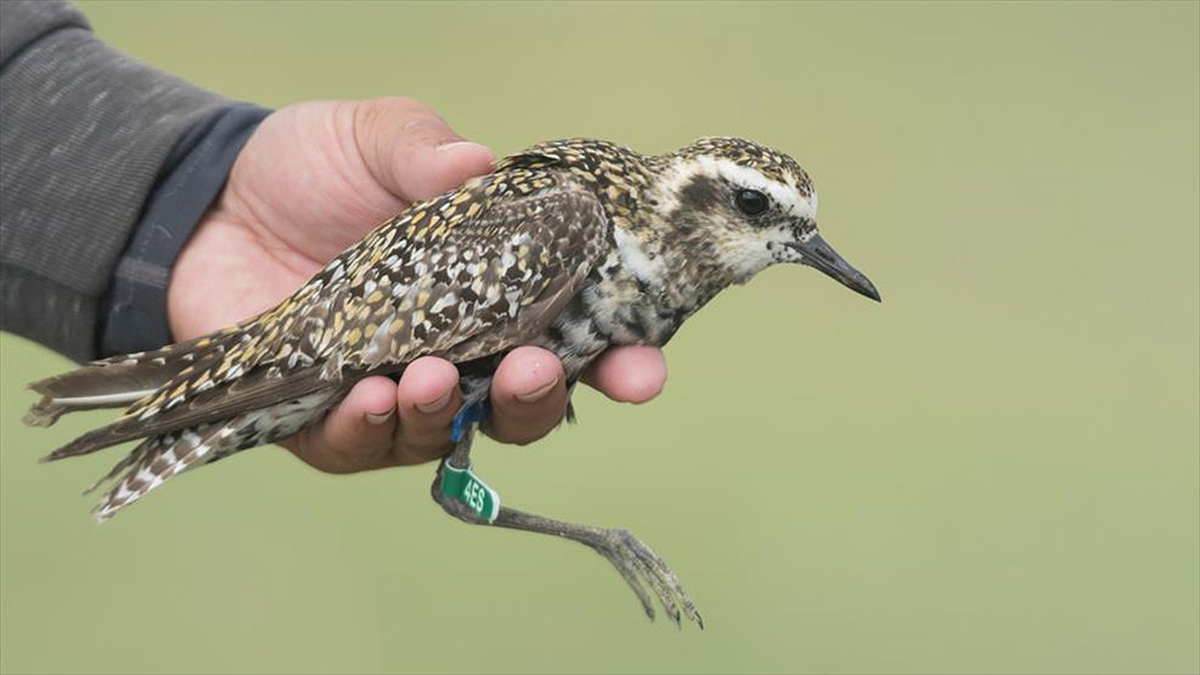 Türkiye'de Geçen Yıl 190 Türden 24 Bine Yakın Kuş Halkalandı