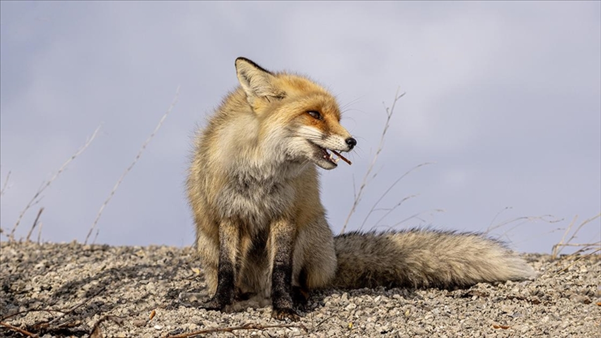 Araştırma: Eski Çağlarda İnsanlar Tilkileri Evcil Hayvan Olarak Beslemiş Olabilir