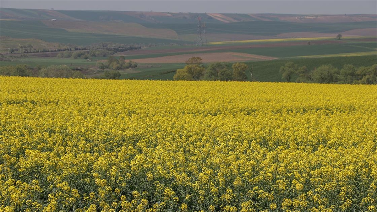 Tekirdağ'ın Sarı Kanola Tarlaları Fotoğraf Çektirmek İsteyenleri Ağırlıyor