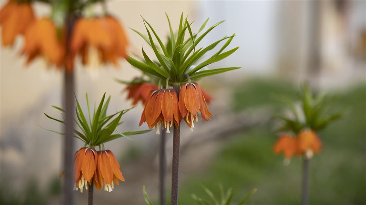 Tunceli'de İlkbaharın Gelişiyle Ters Laleler Açtı
