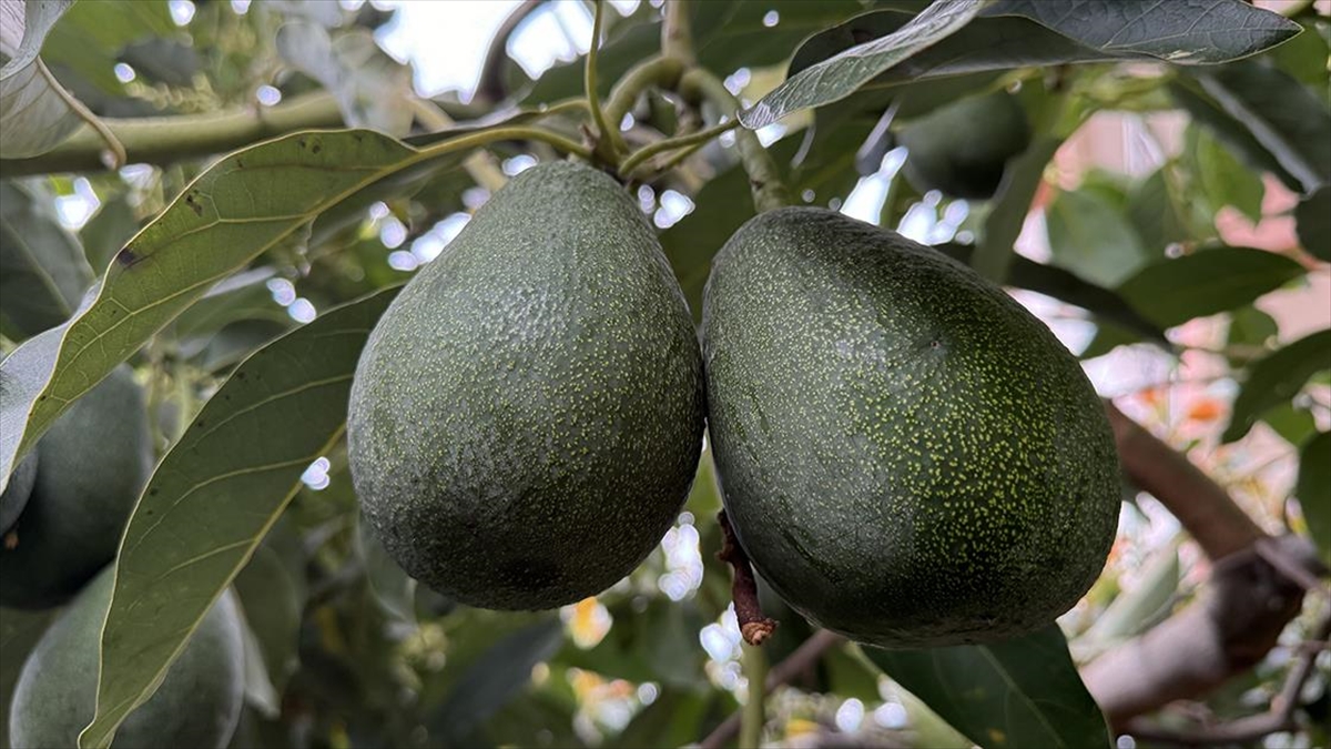 Alanya'da Avokado Üretim Alanı 12 Yılda 66 Kat Arttı