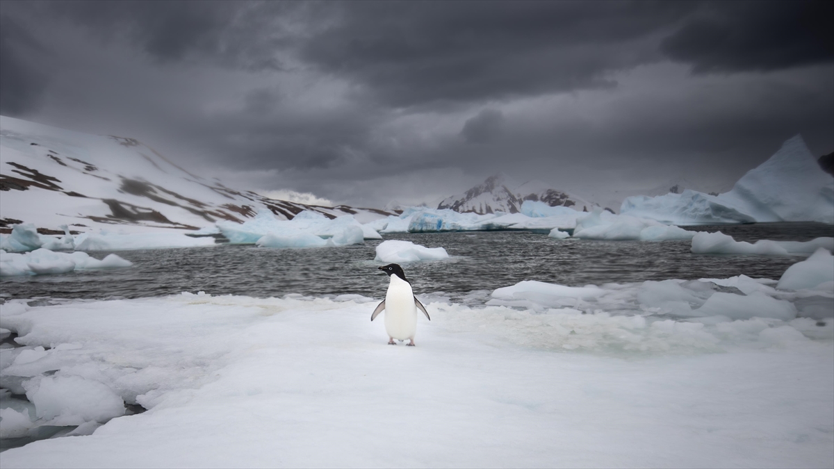 Türk Bilim İnsanları Beyaz Kıta'da Doğal Yaşamın Koruyucusu Oldu