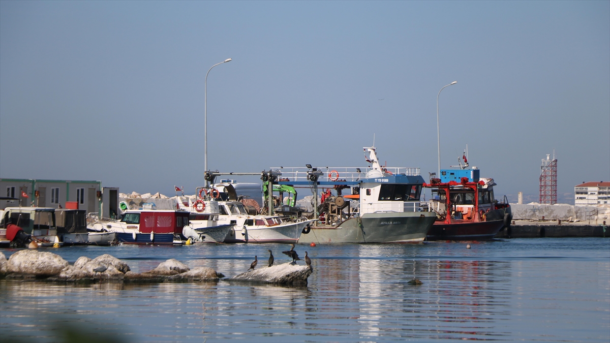Yalovalı Balıkçılar Bu Yıl Da Hamsi İle Kazanç Sağladı
