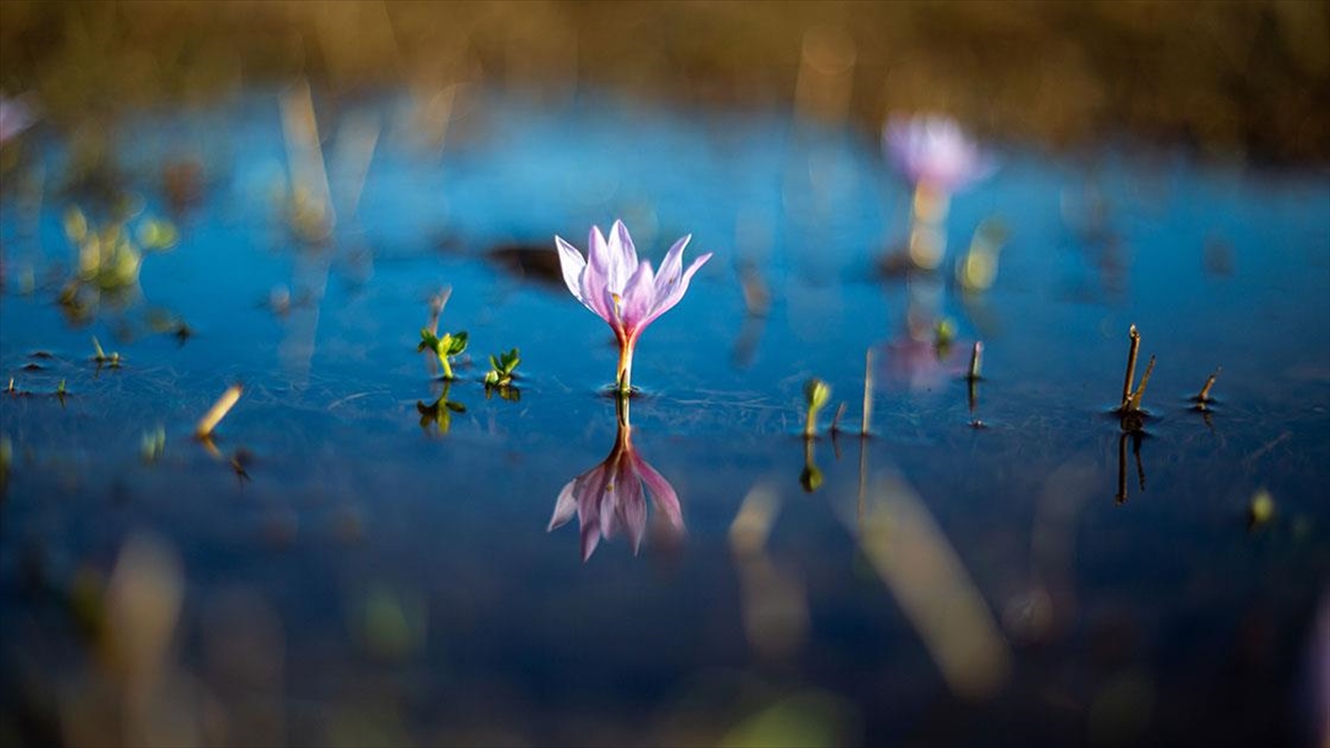 Kışı Çetin Geçen Ardahan'da Kardelenler Açtı