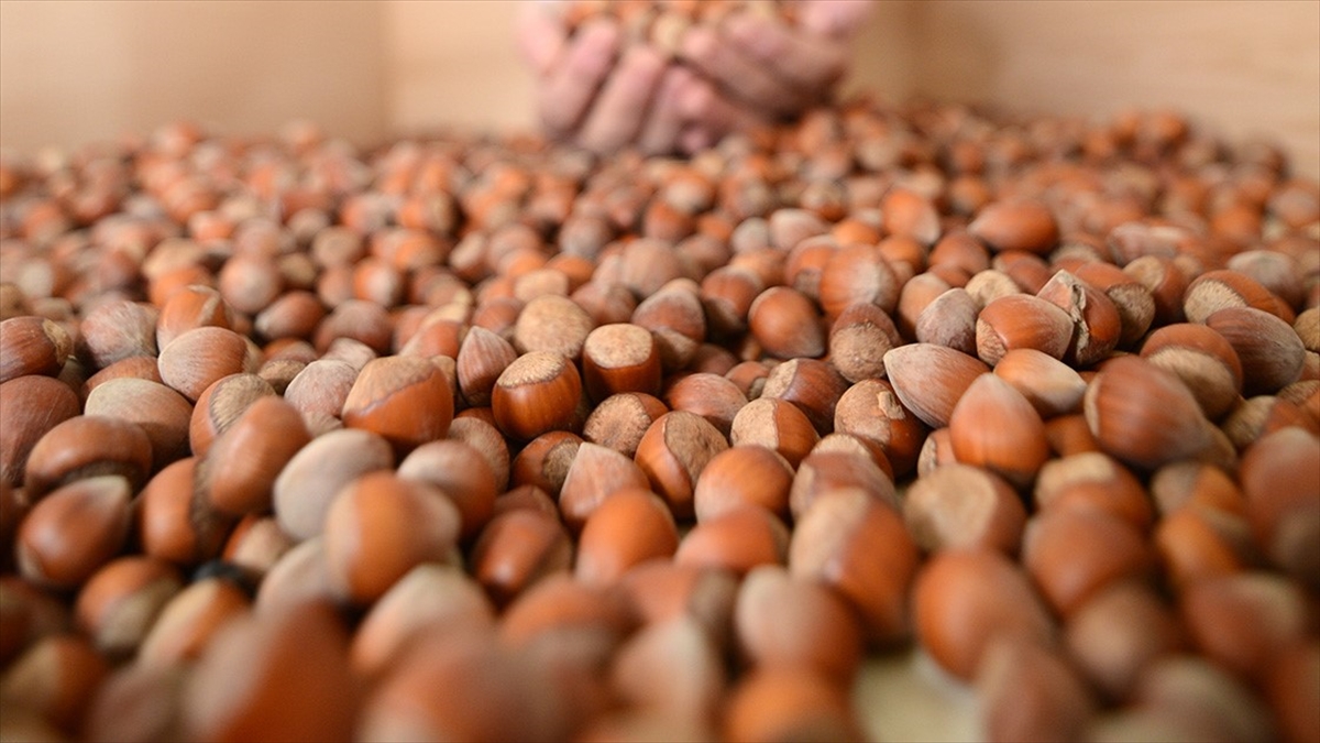 Tmo Kabuklu Fındık Satışına Yarın Başlayacak