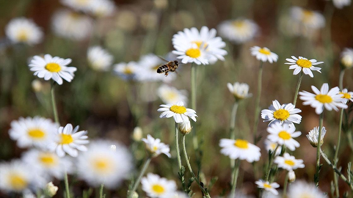 Kırklareli'nde Papatyalar Doğayı Renklendirdi