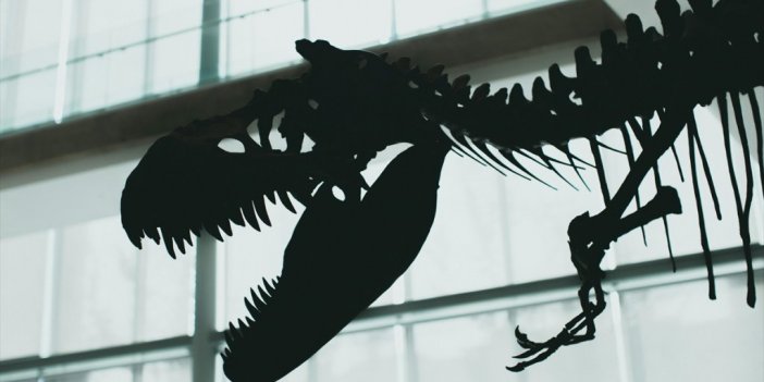 Dinozorlar Çağı'nda Yaşamış Dev Deniz Sürüngeni Türü Keşfedildi