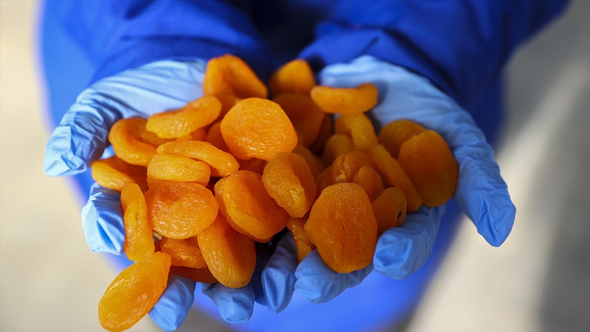 Kuru Kayısı İhracatından Yılın İlk Çeyreğinde 113 Milyon Dolarlık Gelir