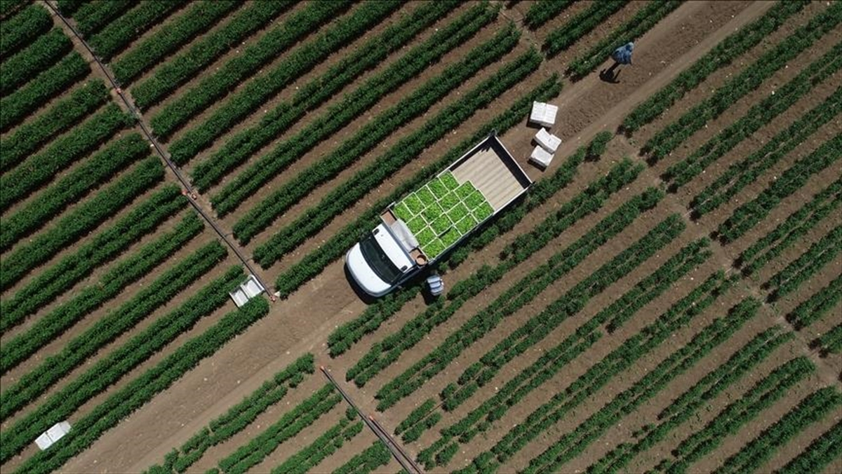 Çiftçilere 694,5 Milyon Lira Tarımsal Destekleme Ödemesi Bugün Yapılacak