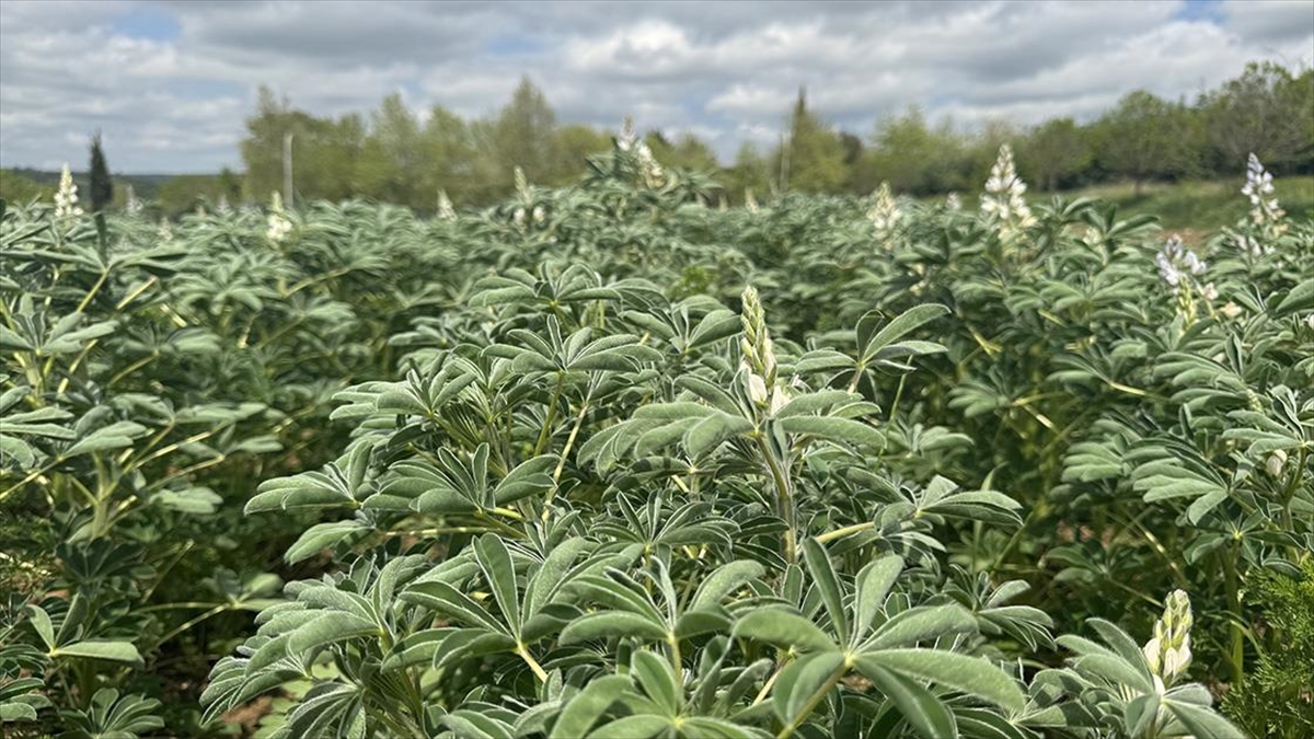 Toprağın Organik Madde Miktarının Artırılması İçin Baklagil Yetiştirilmesi Önerisi